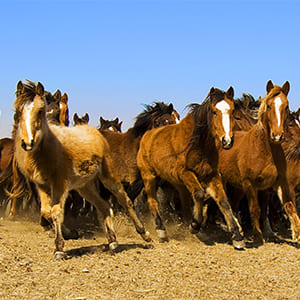 Equinos